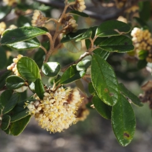 Pomaderris betulina subsp. actensis at Paddys River, ACT - 30 Sep 2015 09:14 AM