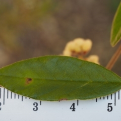 Pomaderris betulina subsp. actensis at Paddys River, ACT - 30 Sep 2015 09:14 AM