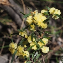 Acacia siculiformis (Dagger Wattle) at Namadgi National Park - 30 Sep 2015 by KenT