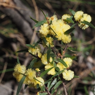 Acacia siculiformis (Dagger Wattle) at Paddys River, ACT - 30 Sep 2015 by KenT