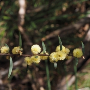 Acacia siculiformis at Paddys River, ACT - 30 Sep 2015