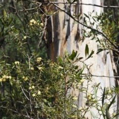 Acacia siculiformis at Paddys River, ACT - 30 Sep 2015 11:05 AM