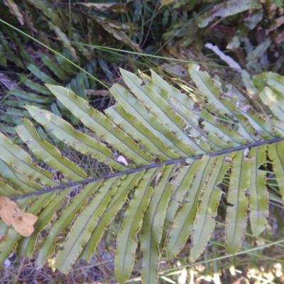 Blechnum minus (Soft Water Fern) at Paddys River, ACT - 1 Oct 2015 by MichaelMulvaney