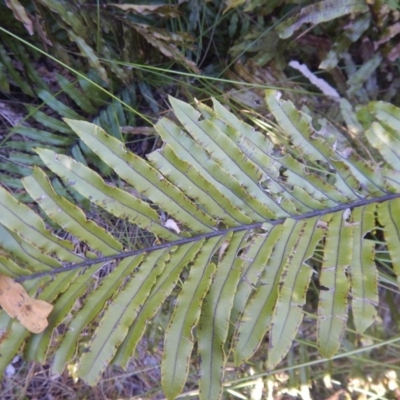 Blechnum minus (Soft Water Fern) at Tidbinbilla Nature Reserve - 1 Oct 2015 by MichaelMulvaney