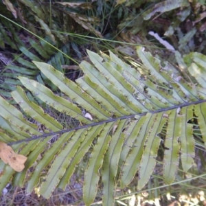 Blechnum minus at Paddys River, ACT - 1 Oct 2015