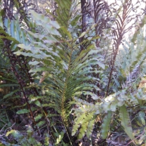 Blechnum minus at Paddys River, ACT - 1 Oct 2015