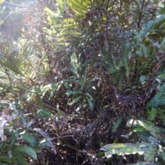 Blechnum minus at Paddys River, ACT - 1 Oct 2015