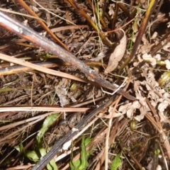 Blechnum minus at Paddys River, ACT - 1 Oct 2015