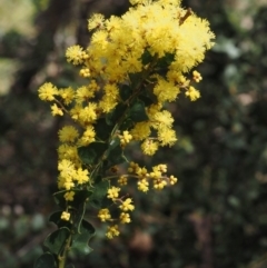 Acacia pravissima (Wedge-leaved Wattle, Ovens Wattle) at Namadgi National Park - 30 Sep 2015 by KenT