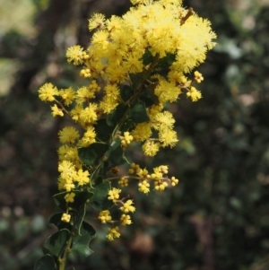 Acacia pravissima at Cotter River, ACT - 30 Sep 2015 01:10 PM