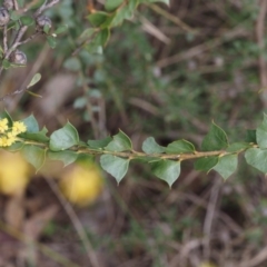 Acacia pravissima at Cotter River, ACT - 30 Sep 2015 01:10 PM