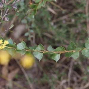 Acacia pravissima at Cotter River, ACT - 30 Sep 2015