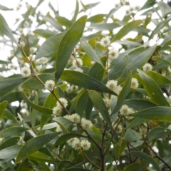 Acacia melanoxylon (Blackwood) at Paddys River, ACT - 30 Sep 2015 by KenT