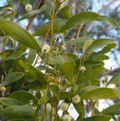 Acacia melanoxylon at Paddys River, ACT - 30 Sep 2015