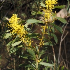 Acacia rubida (Red-stemmed Wattle, Red-leaved Wattle) at Paddys River, ACT - 30 Sep 2015 by KenT