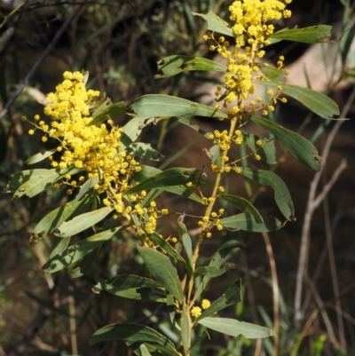 Acacia rubida (Red-stemmed Wattle, Red-leaved Wattle) at Paddys River, ACT - 30 Sep 2015 by KenT