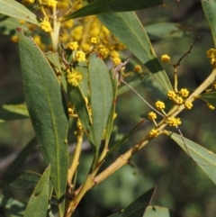 Acacia rubida at Paddys River, ACT - 30 Sep 2015 10:54 AM