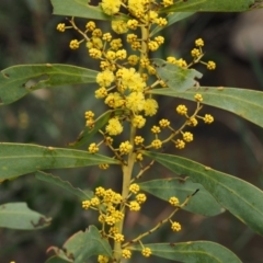 Acacia rubida at Paddys River, ACT - 30 Sep 2015 10:54 AM