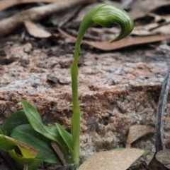 Pterostylis nutans (Nodding Greenhood) at Paddys River, ACT - 30 Sep 2015 by KenT