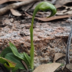 Pterostylis nutans (Nodding Greenhood) at Namadgi National Park - 30 Sep 2015 by KenT