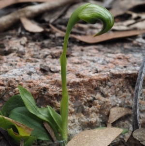 Pterostylis nutans at Paddys River, ACT - suppressed