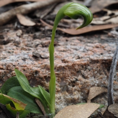 Pterostylis nutans (Nodding Greenhood) at Namadgi National Park - 30 Sep 2015 by KenT