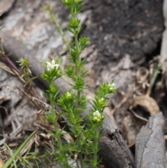 Asperula scoparia (Prickly Woodruff) at Paddys River, ACT - 30 Sep 2015 by KenT