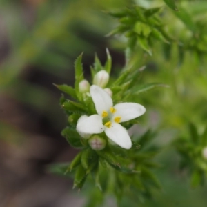 Asperula scoparia at Paddys River, ACT - 30 Sep 2015