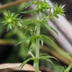 Asperula scoparia at Paddys River, ACT - 30 Sep 2015