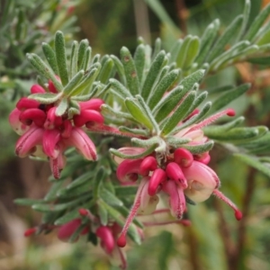 Grevillea lanigera at Paddys River, ACT - 30 Sep 2015 11:32 AM