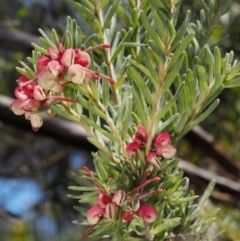 Grevillea lanigera at Paddys River, ACT - 30 Sep 2015