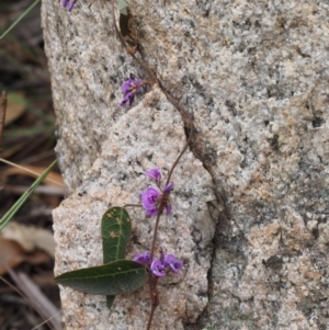 Hardenbergia violacea at Paddys River, ACT - 30 Sep 2015