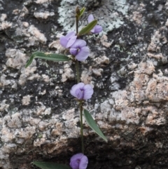 Hovea heterophylla (Common Hovea) at Paddys River, ACT - 30 Sep 2015 by KenT