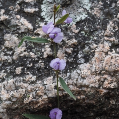 Hovea heterophylla (Common Hovea) at Namadgi National Park - 30 Sep 2015 by KenT