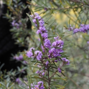 Hovea asperifolia subsp. asperifolia at Cotter River, ACT - 30 Sep 2015 01:17 PM