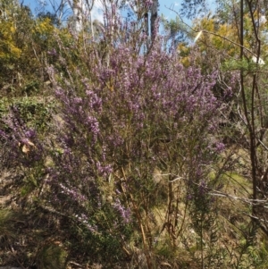 Hovea asperifolia subsp. asperifolia at Cotter River, ACT - 30 Sep 2015