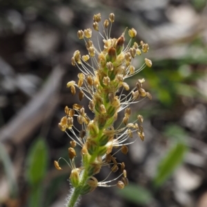 Plantago varia at Aranda, ACT - 1 Oct 2015