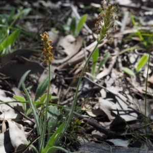 Plantago varia at Aranda, ACT - 1 Oct 2015