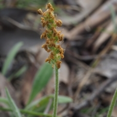 Plantago varia at Aranda, ACT - 1 Oct 2015