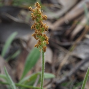 Plantago varia at Aranda, ACT - 1 Oct 2015