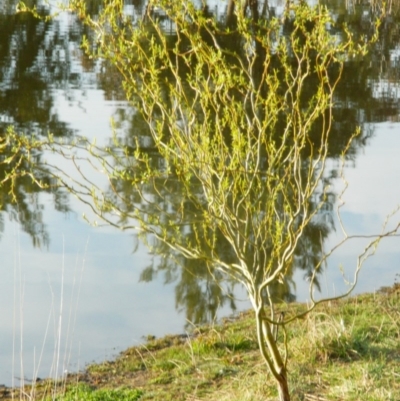 Salix matsudana (Tortured Willow) at Fadden Hills Pond - 12 Sep 2015 by ArcherCallaway