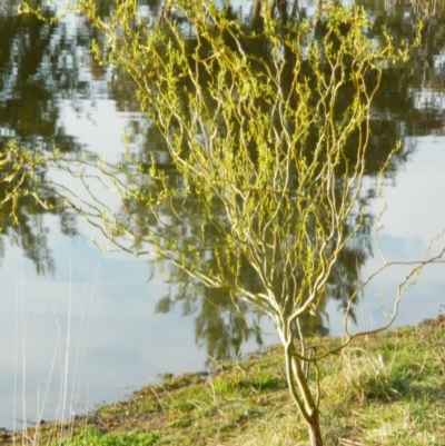 Salix matsudana (Tortured Willow) at Fadden Hills Pond - 11 Sep 2015 by RyuCallaway