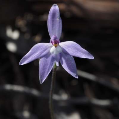 Glossodia major (Wax Lip Orchid) at Aranda Bushland - 30 Sep 2015 by KenT