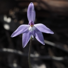 Glossodia major (Wax Lip Orchid) at Aranda, ACT - 30 Sep 2015 by KenT