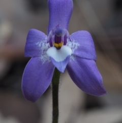 Glossodia major at Aranda, ACT - 1 Oct 2015