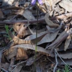 Glossodia major at Aranda, ACT - suppressed