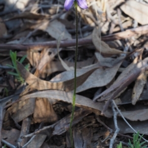 Glossodia major at Aranda, ACT - suppressed