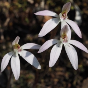 Caladenia fuscata at Aranda, ACT - 1 Oct 2015