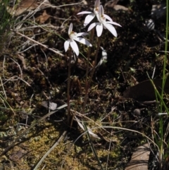 Caladenia fuscata at Aranda, ACT - 1 Oct 2015