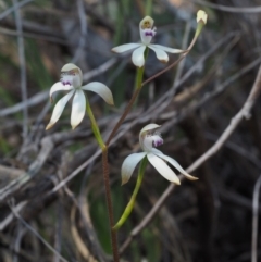 Caladenia ustulata (Brown Caps) at Aranda, ACT - 1 Oct 2015 by KenT